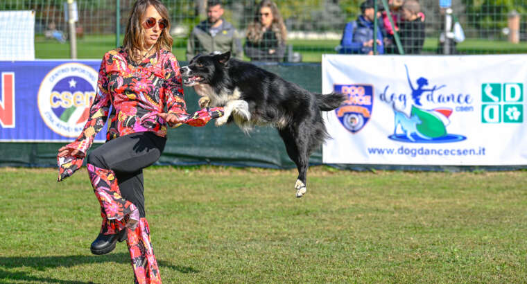 Training intensivo Dog Dance, Agility Dog, Tricks, PRO-DD